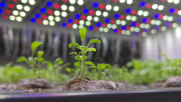 Vitamin C content of rocket enhanced with LEDs